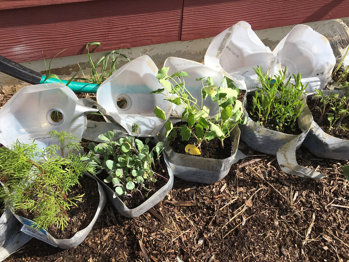 Winter sowing allows gardeners to start transplants from seeds outdoors by repurposing milk jugs or two-liter soda bottles.  (Courtesy of MelindaMyers.com)
